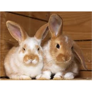 Kaninchen sind keine Ostergeschenke