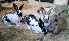 Mauritsius, Barbados, Oman, Kuba (auf dem Foto fehlt Jamaika) (2021) Kaninchen/Kleintiere
