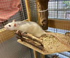 Daisy (2021) Ratten/Kleintiere